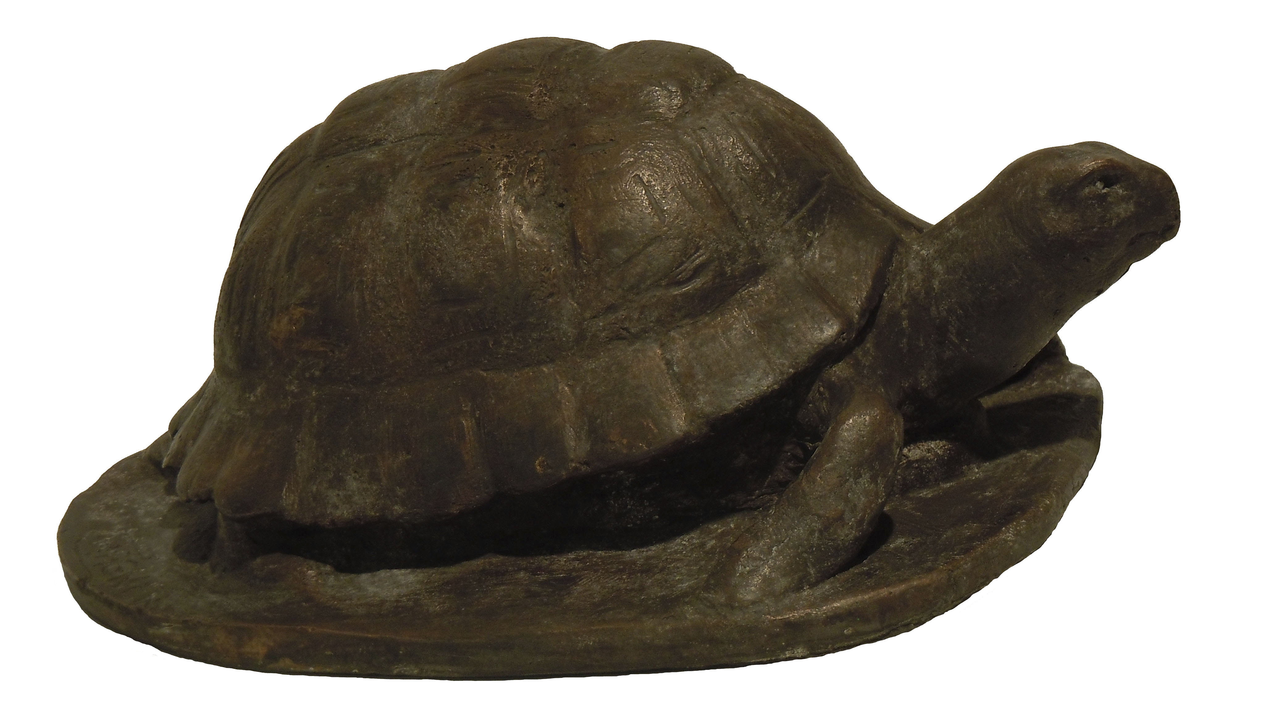 Schildkröte